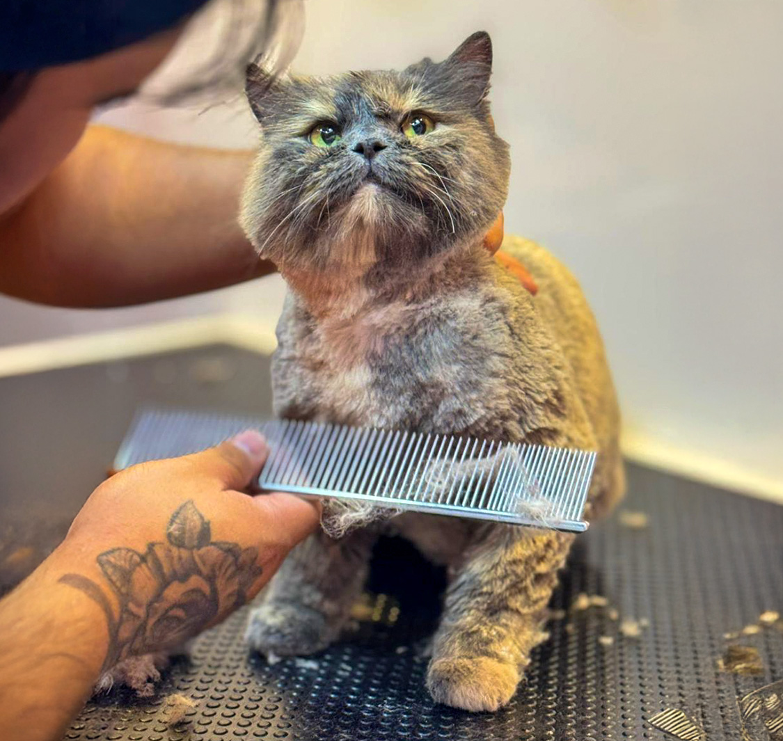 TextTeo Pets Grooming