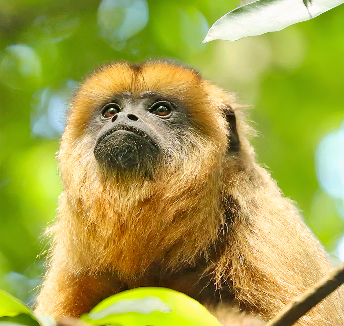 The Hidden Forest Wildlife Sanctuary