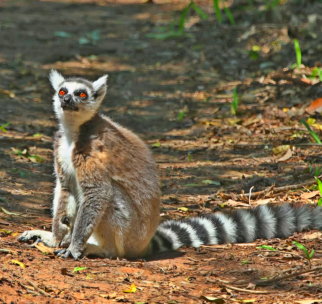 The Hidden Forest Wildlife Sanctuary