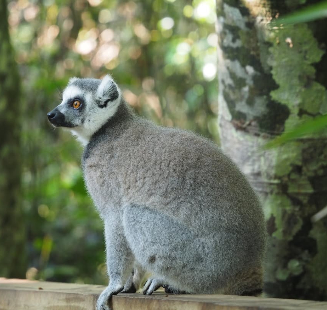 The Hidden Forrest Wildlife Sanctuary