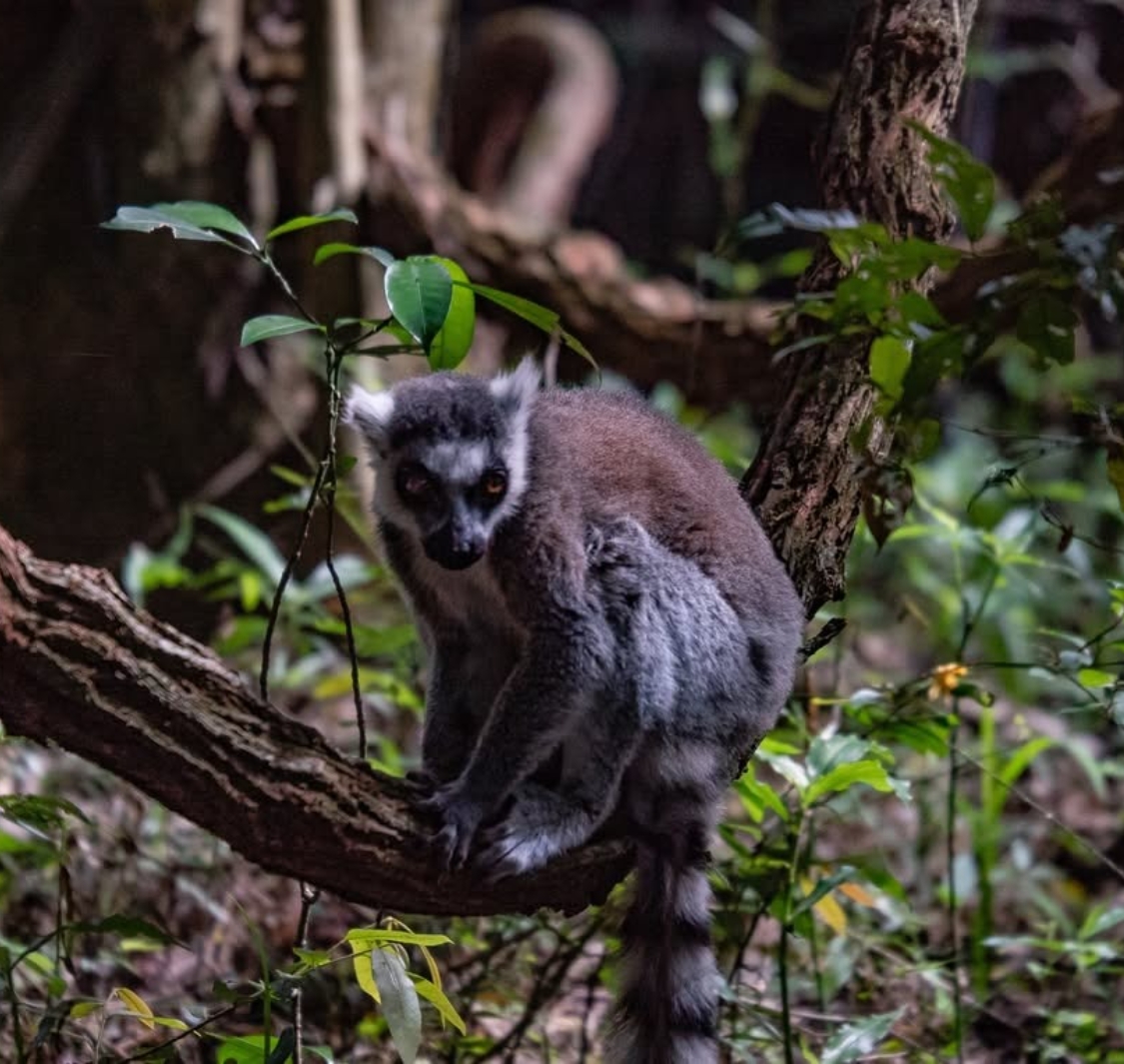 The Hidden Forrest Wildlife Sanctuary