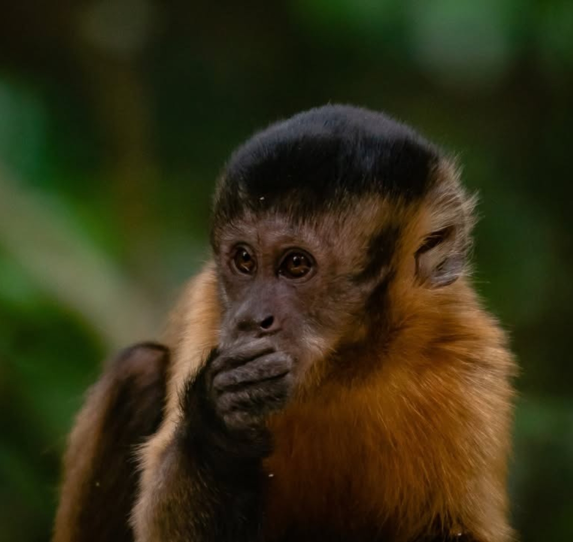 The Hidden Forrest Wildlife Sanctuary