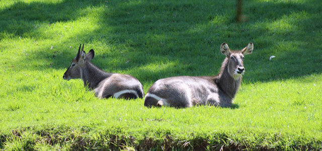 The Johannesburg Zoo