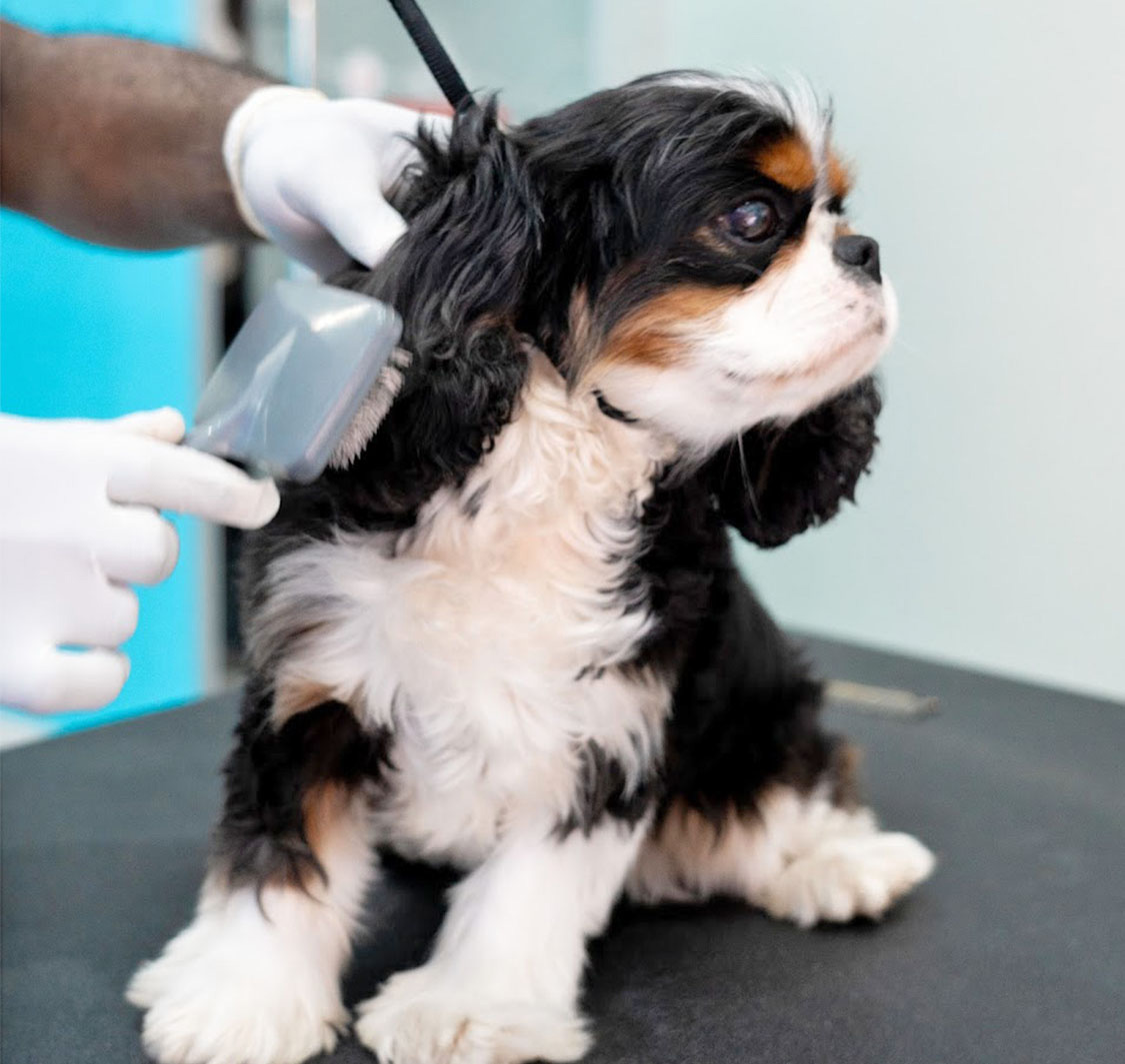 The Zoo Veterinary Centre