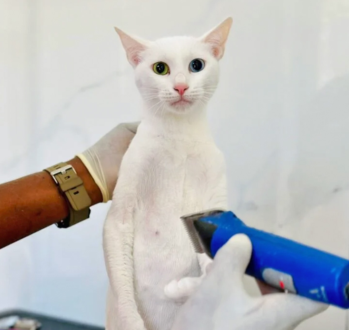 The Zoo Veterinary Centre